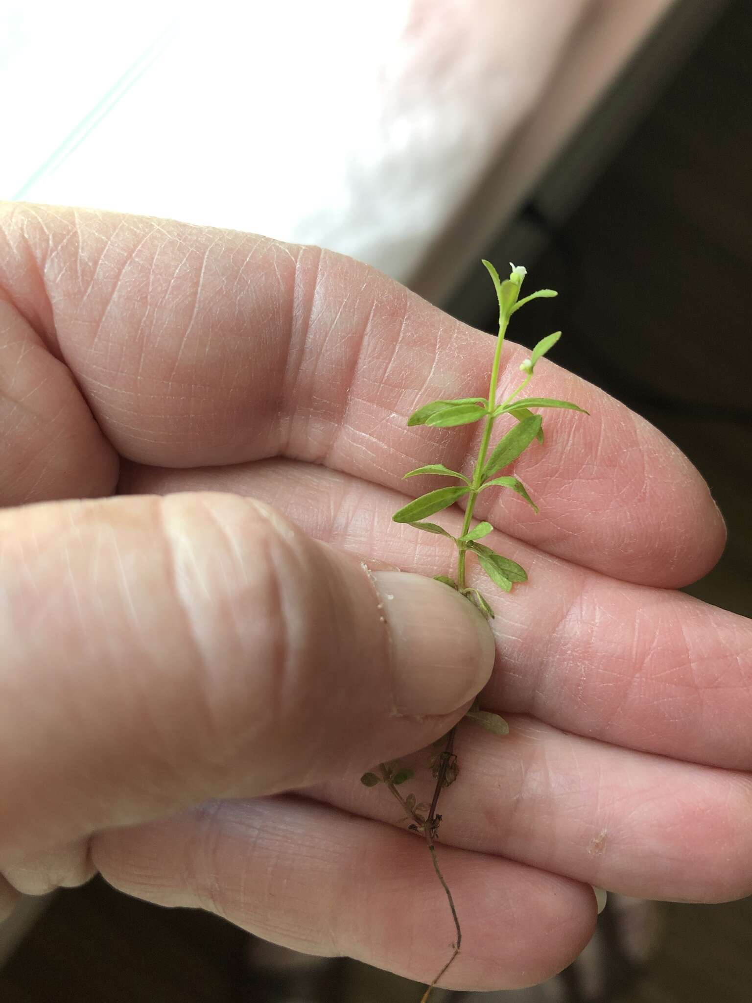 Galium tinctorium L. resmi