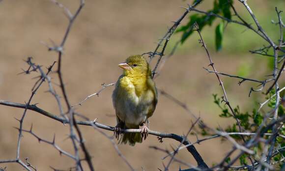 Image of African Masked Weaver