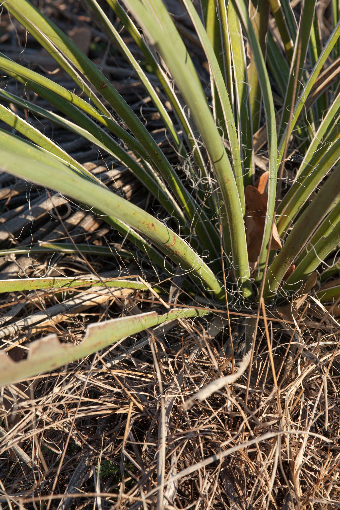 Image of Brazos River yucca