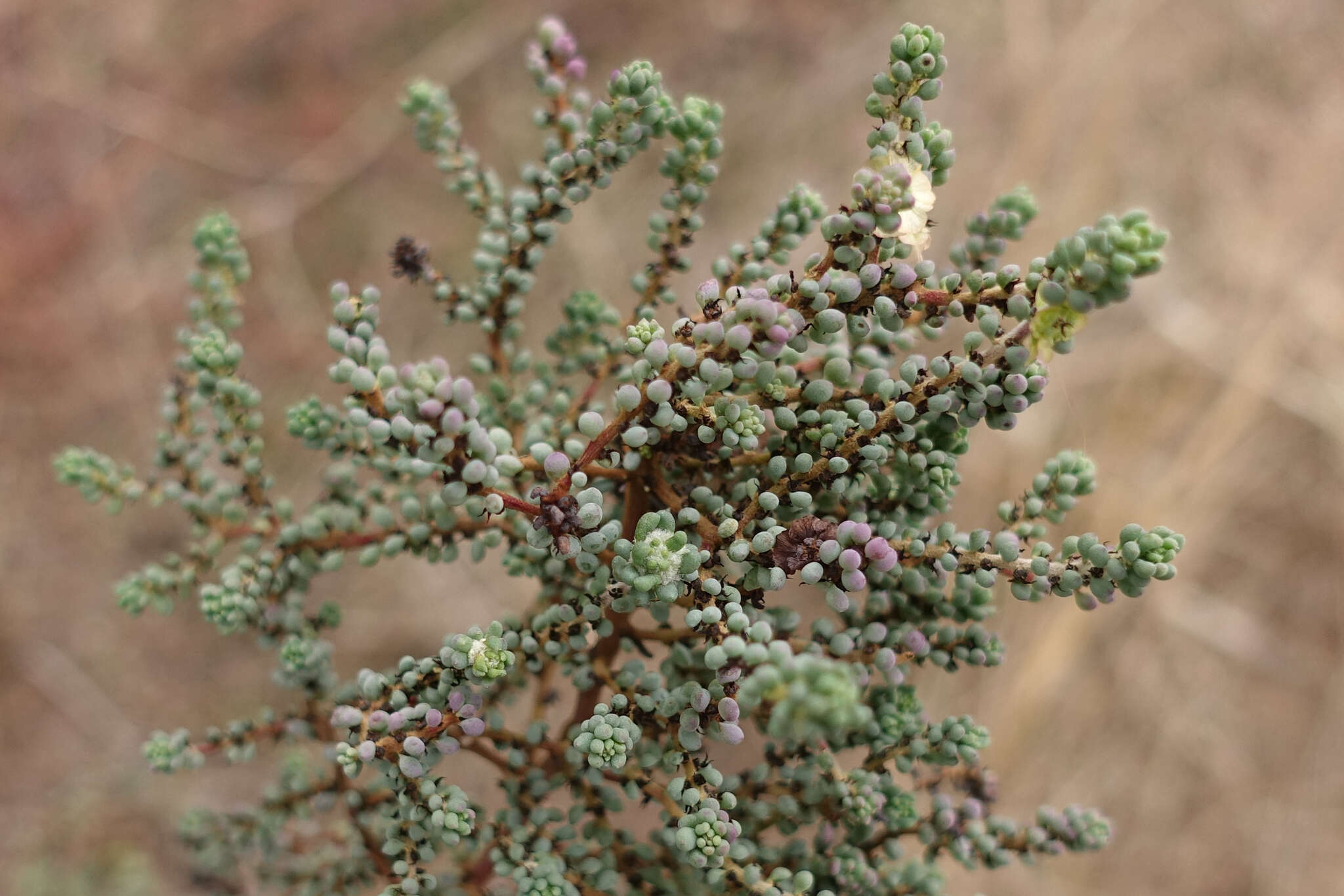 صورة Maireana brevifolia (R. Br.) P. G. Wilson