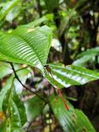 Image of Heteragrion albifrons Ris 1918