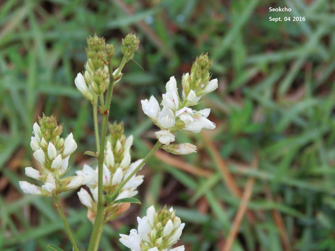 Sivun Lespedeza tomentosa (Thunb.) Maxim. kuva