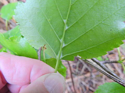 Image of <i>Eriophyes leionotus</i>