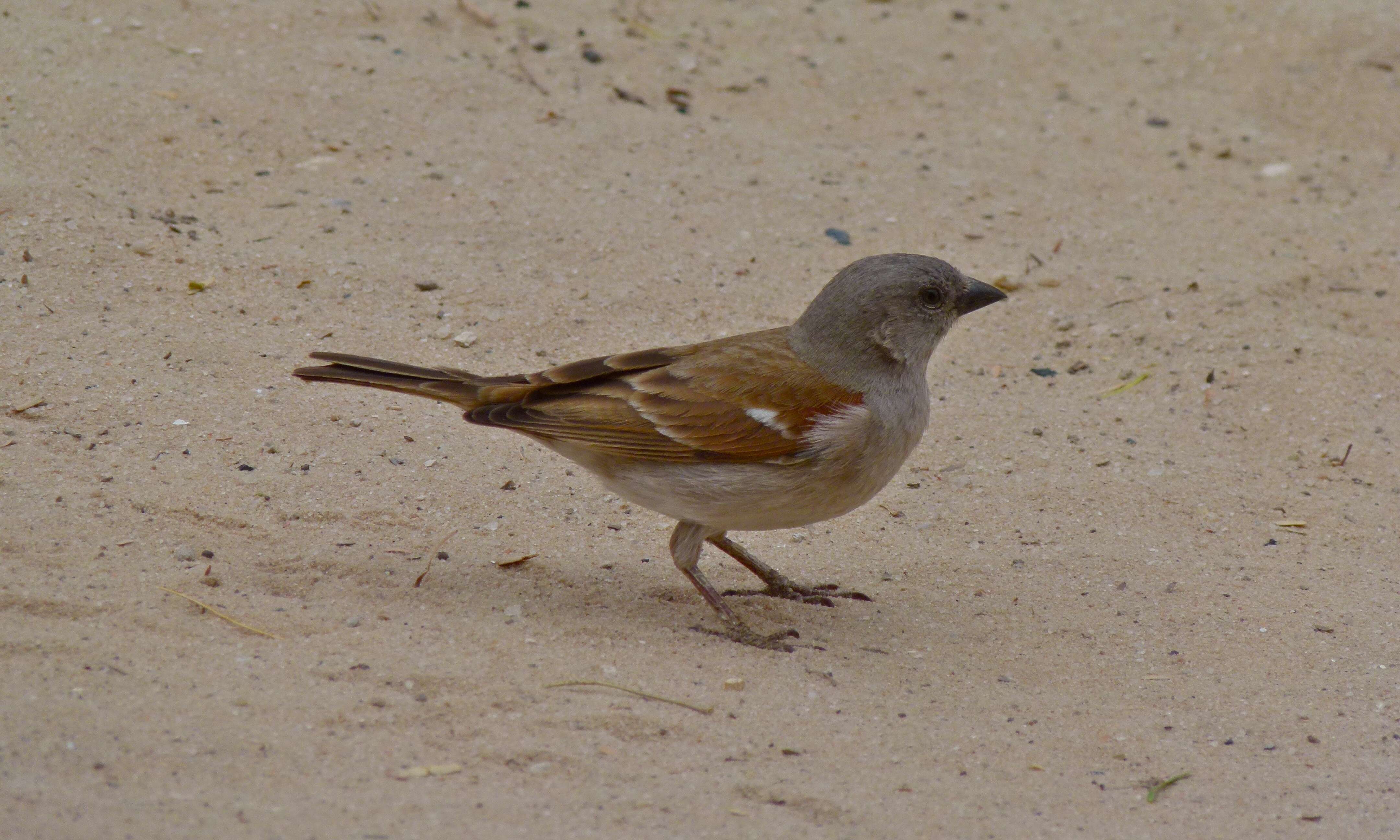 Image of Cape Sparrow