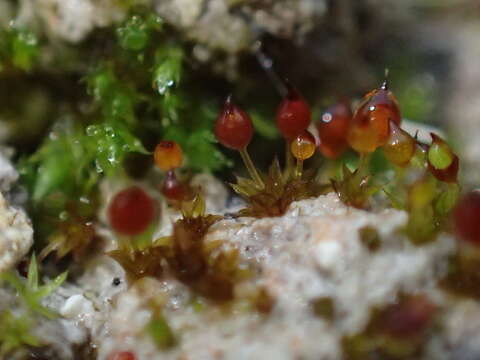 Image of Microbryum rectum Zander 1993