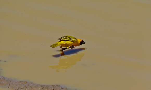 Image of African Masked Weaver