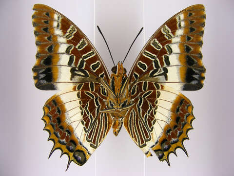 Image of Charaxes brutus angustus Rothschild 1900