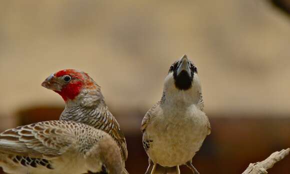 Image of Red-headed Finch