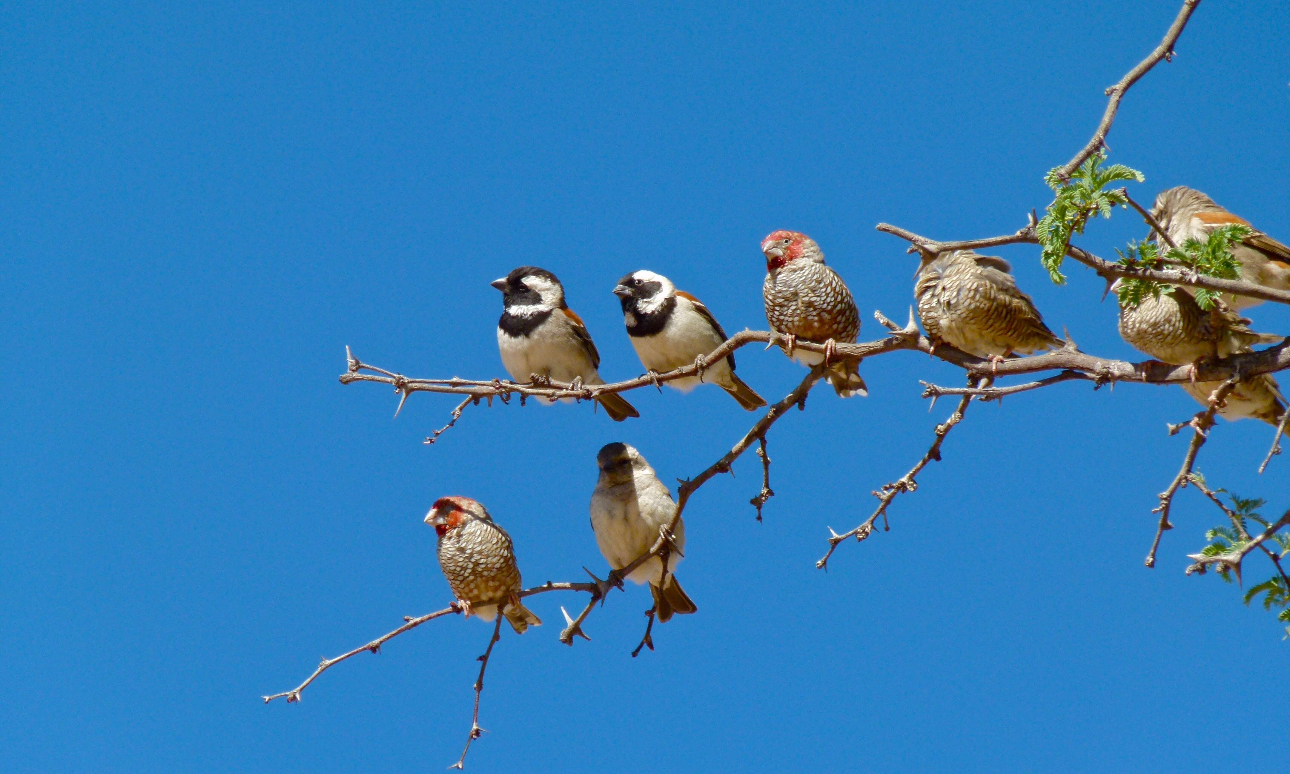 Image of Red-headed Finch