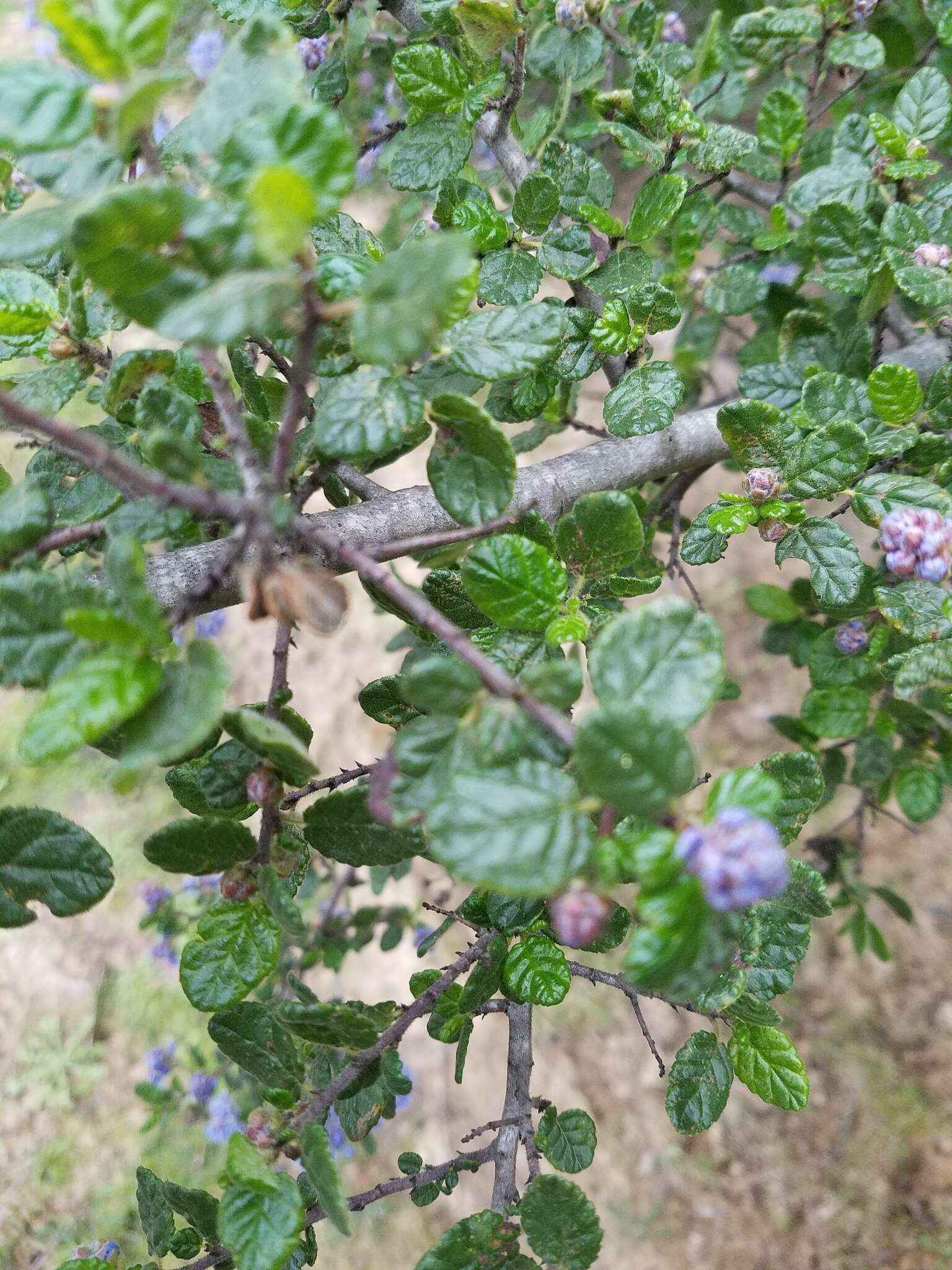 Image of Santa Barbara ceanothus