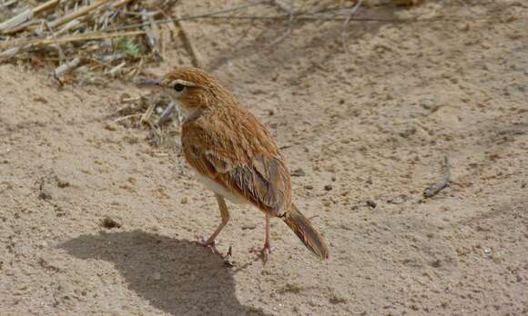 Image of Fawn-colored Lark