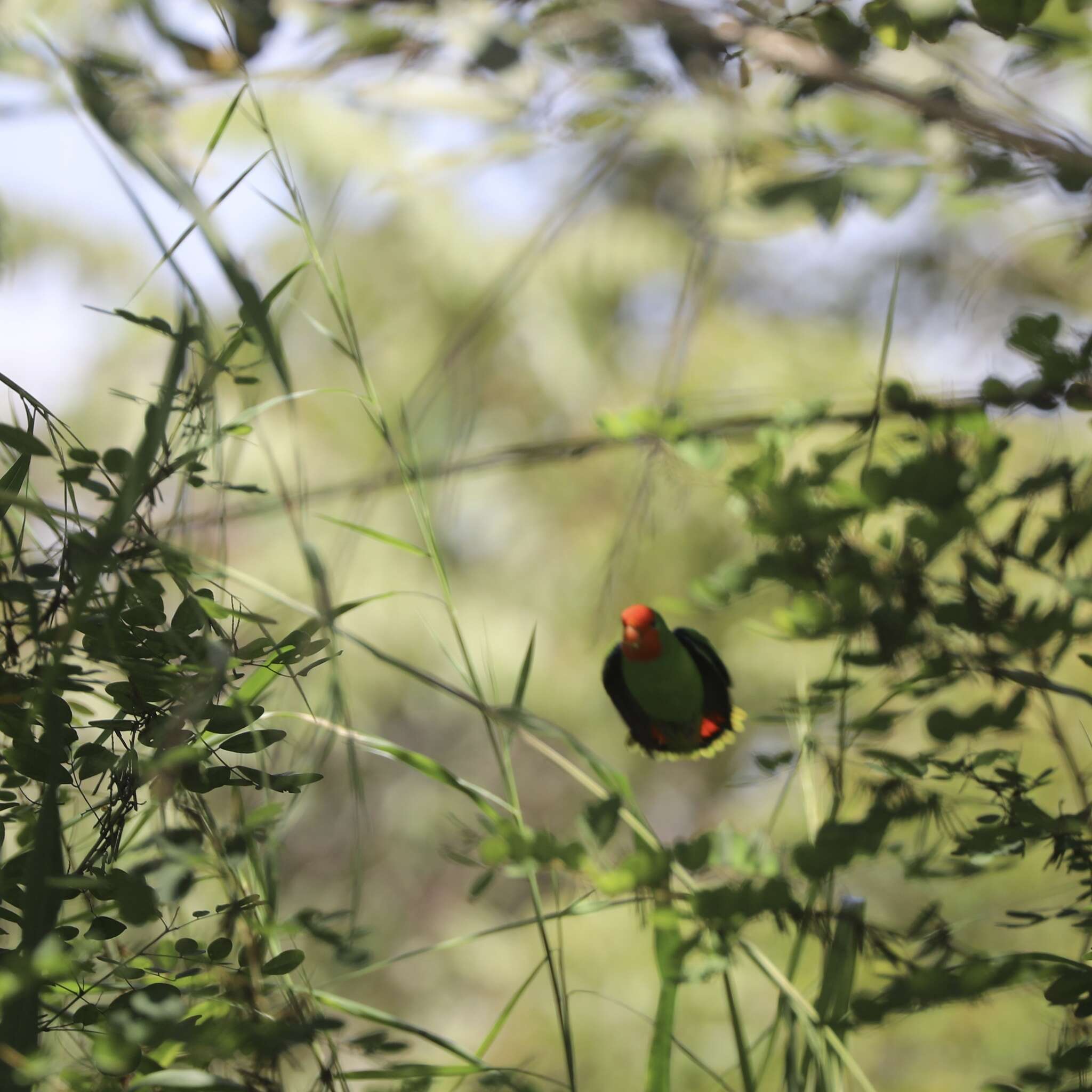 Image of Red-headed Lovebird