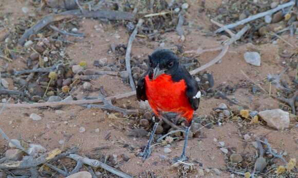 Image of Crimson-breasted Gonolek