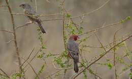 Image of Red-headed Finch