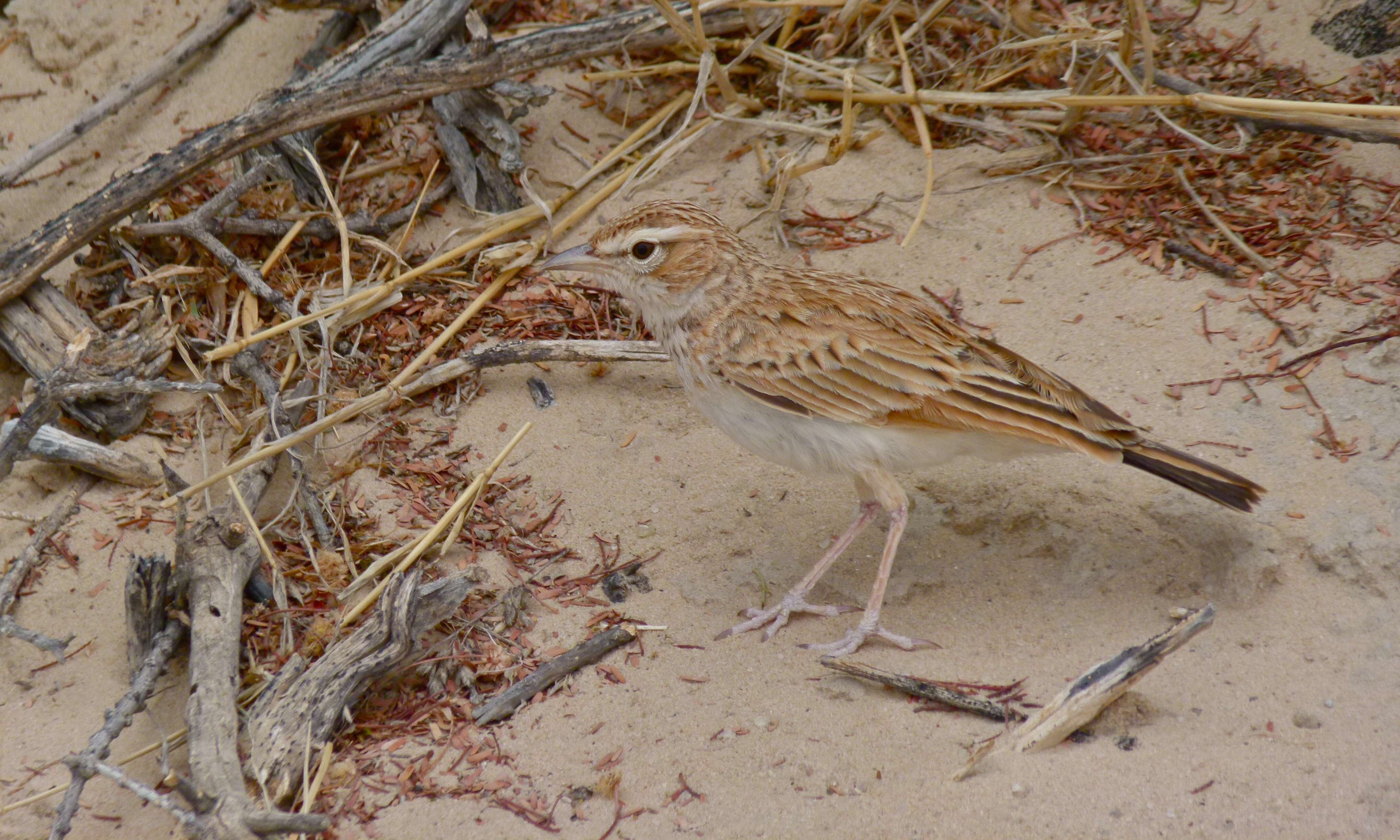 Image of Fawn-colored Lark