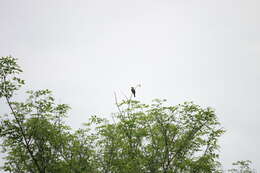 Image of Banded Bay Cuckoo