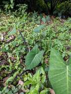 Image of arrowleaf elephant's ear