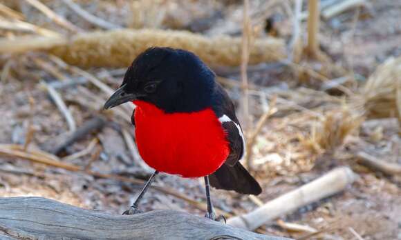 Image of Crimson-breasted Gonolek