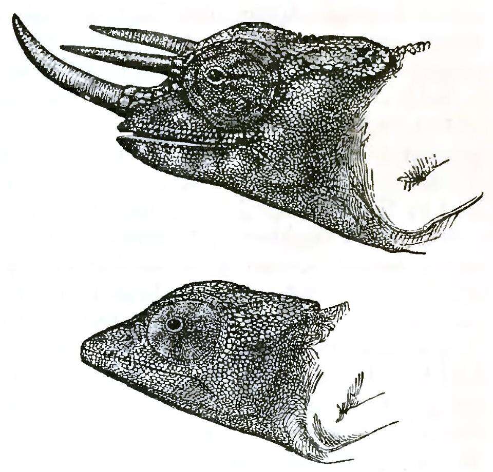 Plancia ëd Trioceros Swainson 1839