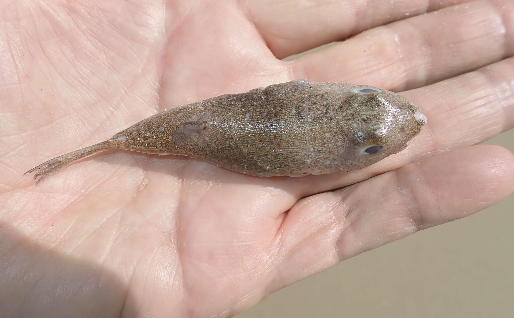 Image of Highfin toadfish