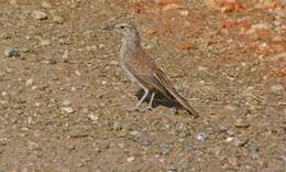 Image of Karoo Long-billed Lark