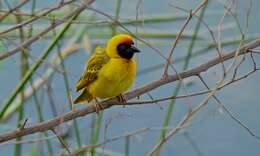 Image of African Masked Weaver