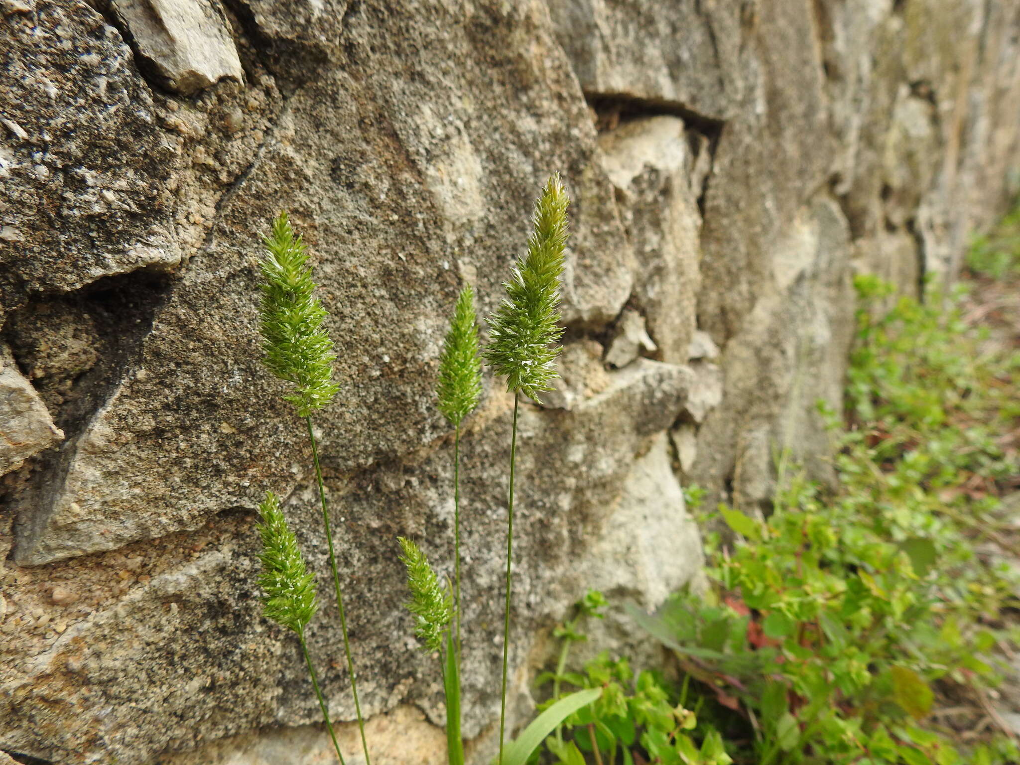 صورة Rostraria cristata (L.) Tzvelev