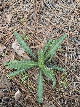 Imagem de Cirsium repandum Michx.