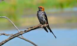 Cecropis abyssinica (Guérin-Méneville 1843) resmi