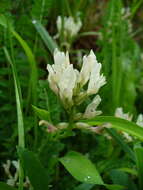 Image of Astragalus polygala