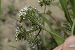 Image of Bunium ferulaceum Sibth. & Sm.