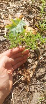 Image of hairy forked nailwort