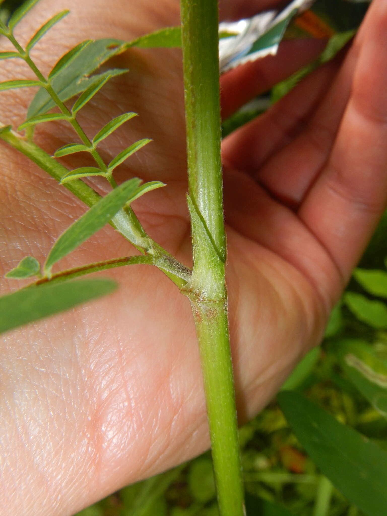 Image of Astragalus canadensis var. canadensis
