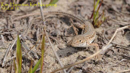 Image of Mongolia Racerunner