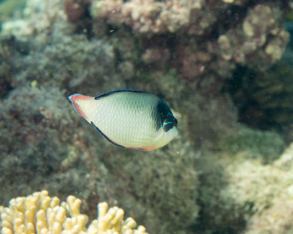 Image of New guinea wrasse