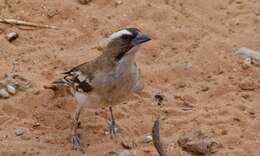 Image of sparrow-weaver