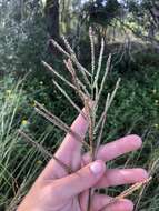 Image of Slender Ditch Crown Grass