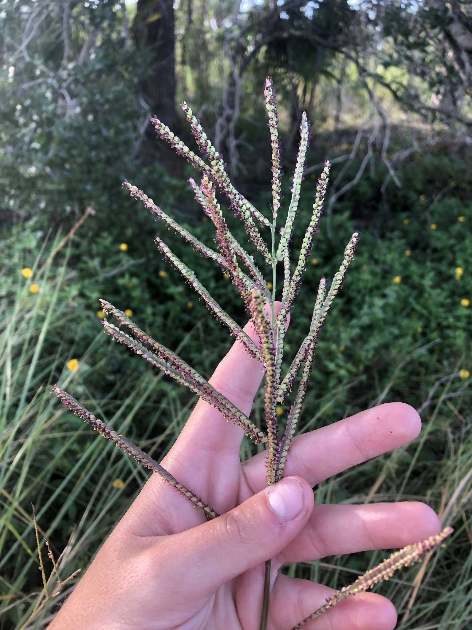 Image of Slender Ditch Crown Grass