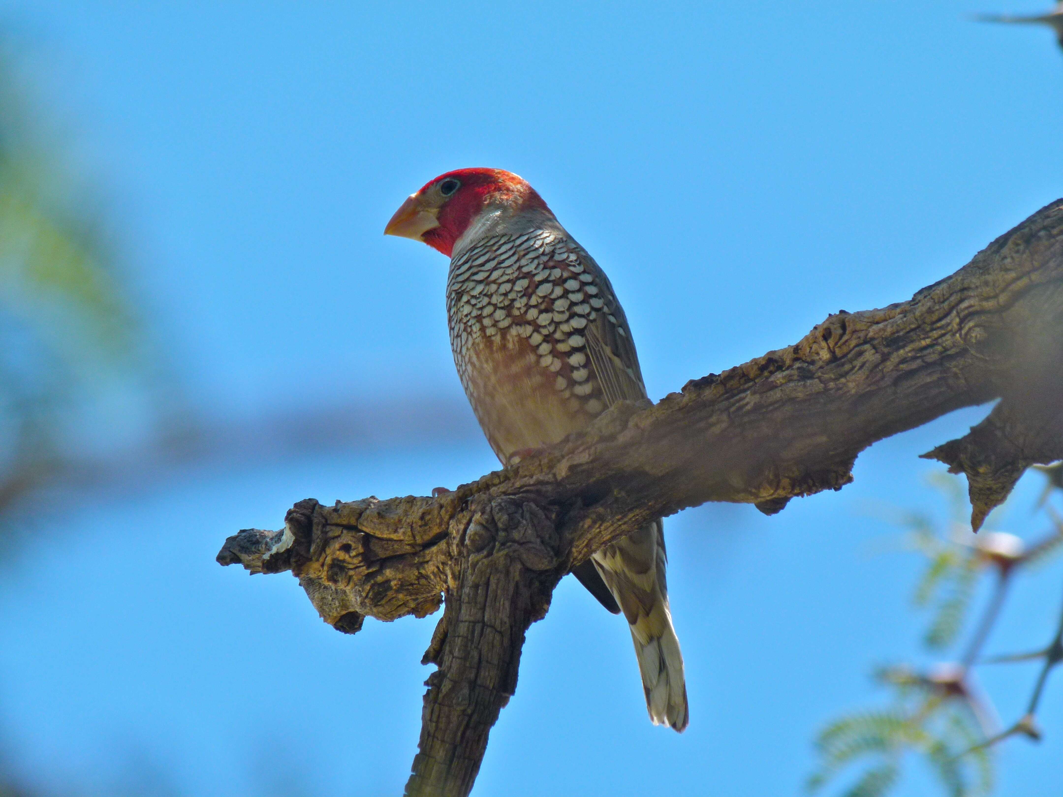 Image of Red-headed Finch