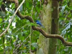 Image of Malaysian Blue Flycatcher