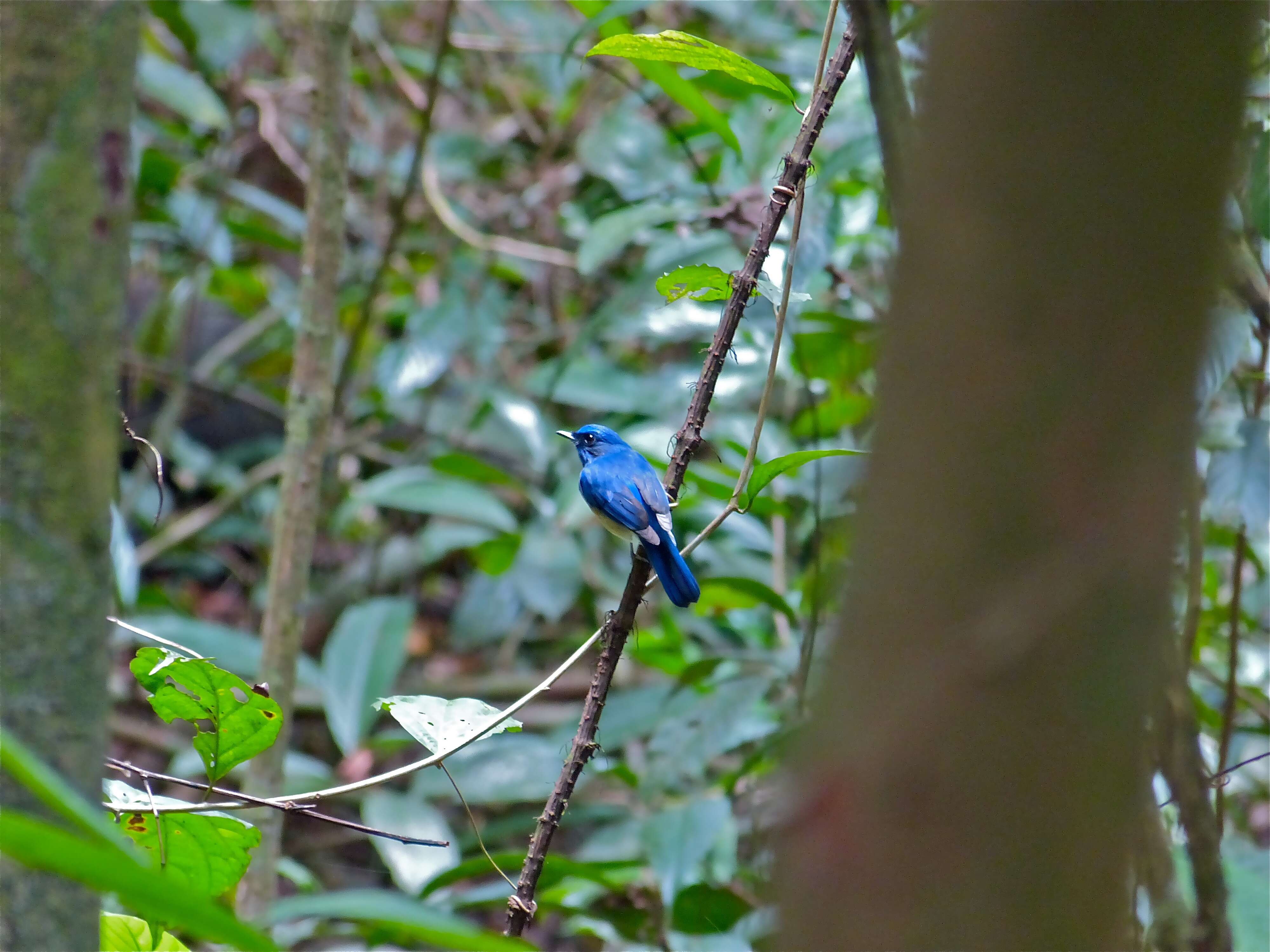 Image of Malaysian Blue Flycatcher