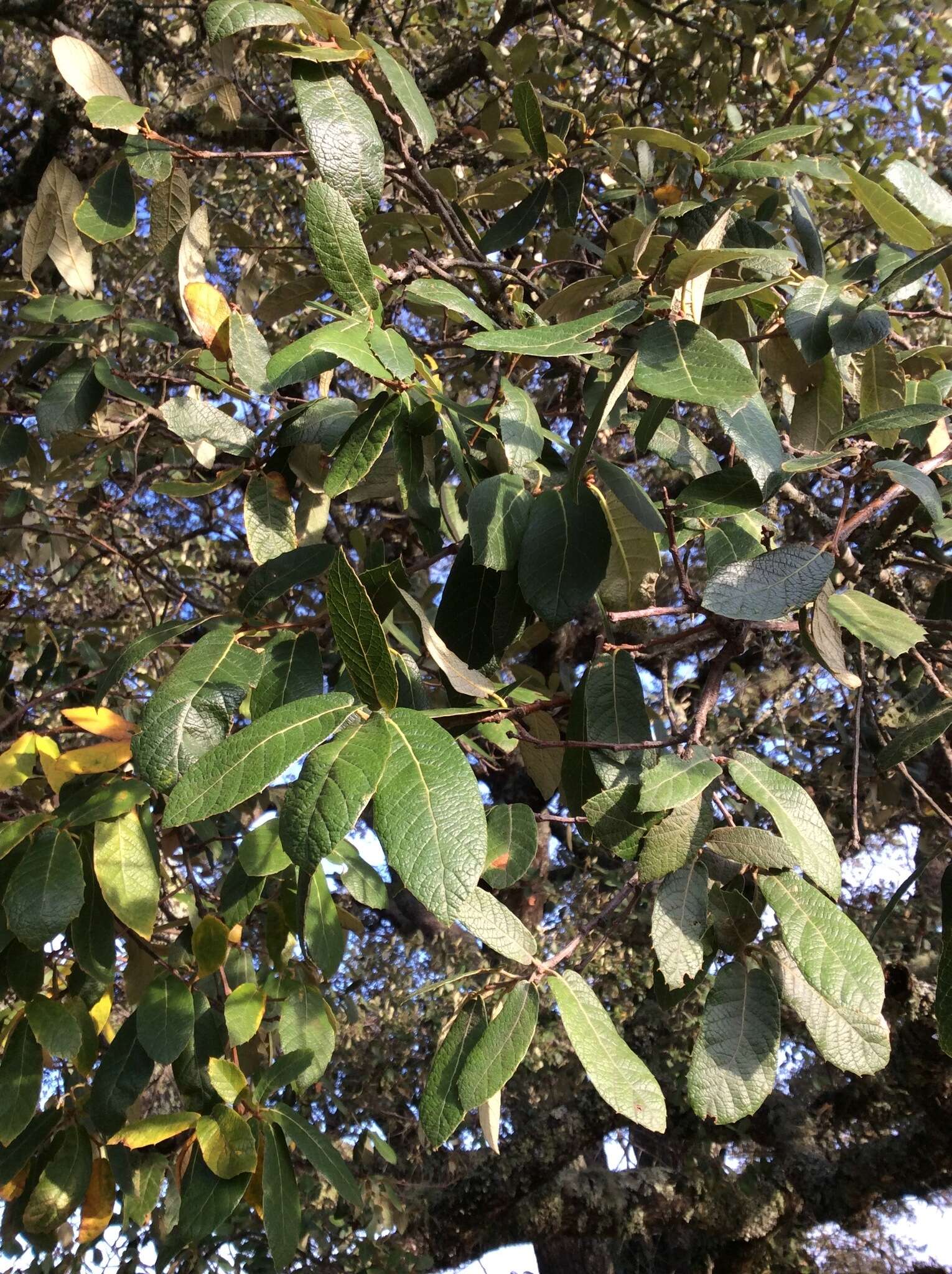 Image of Quercus crassipes Bonpl.