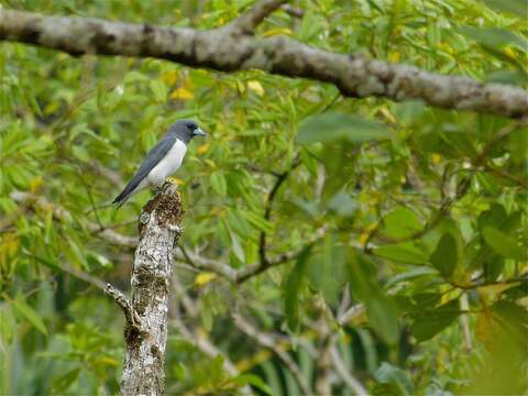 Image of White-breasted Woodswallow