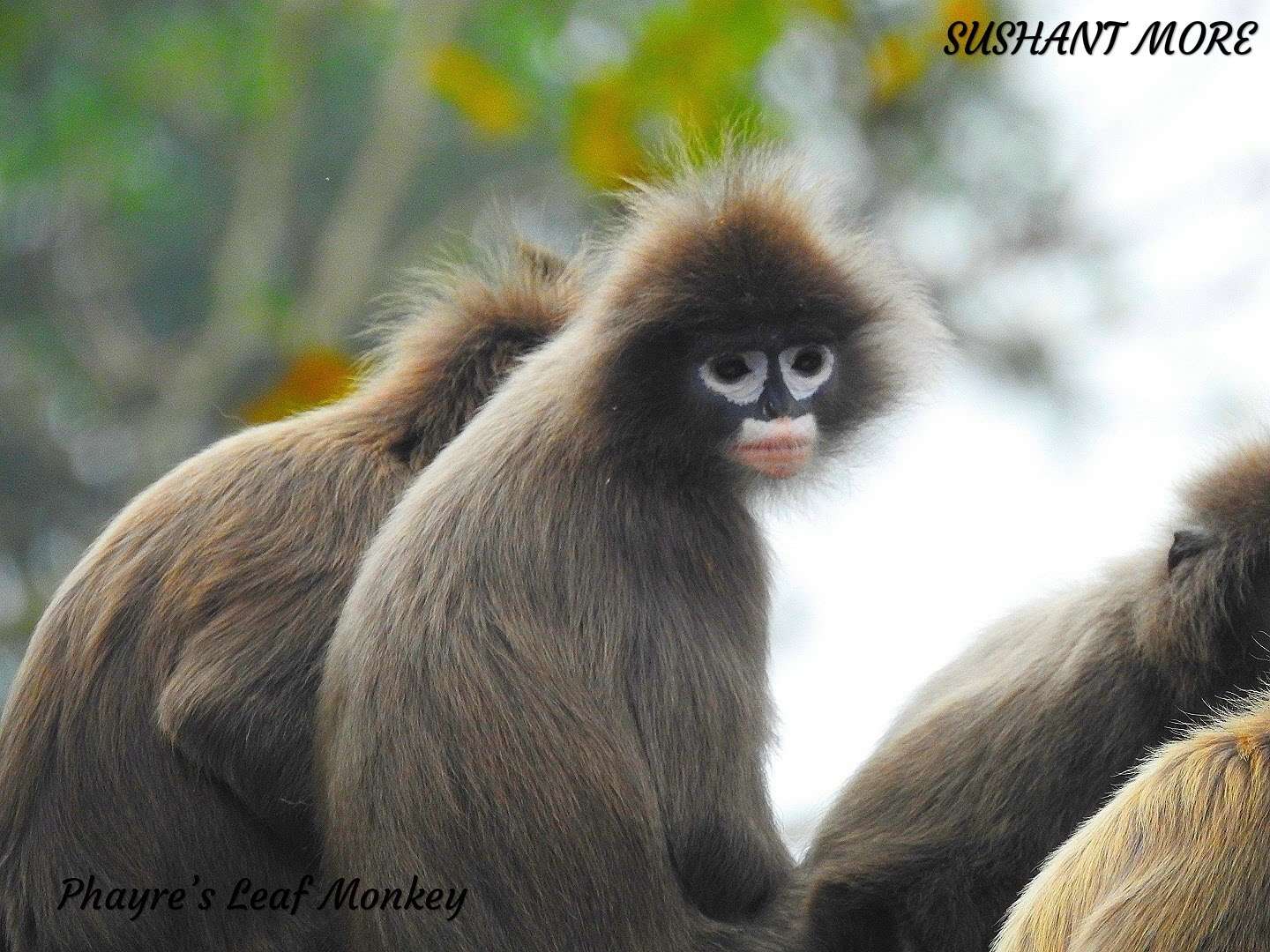 Image of Phayre's Langur