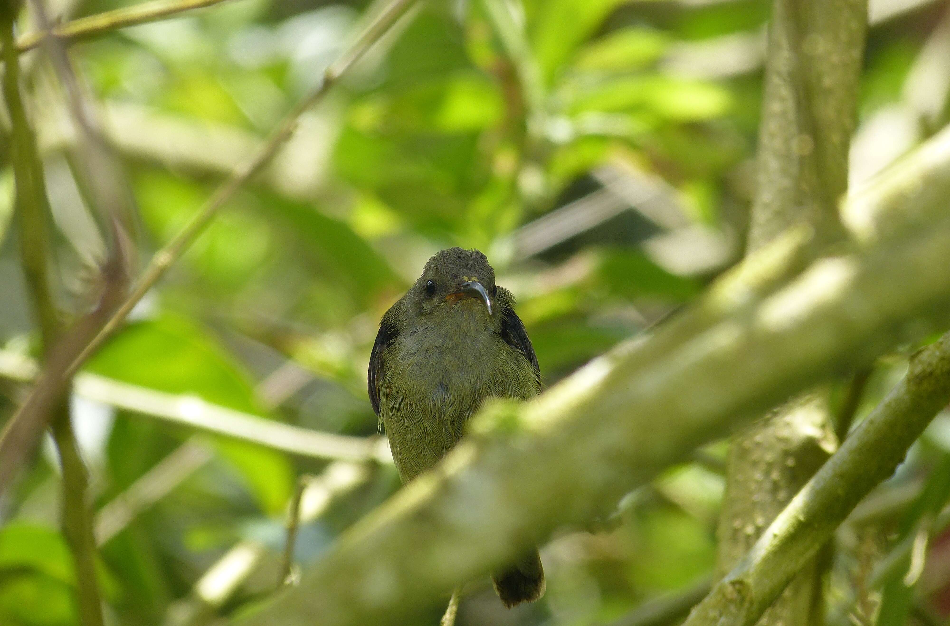 Aethopyga saturata (Hodgson 1836) resmi