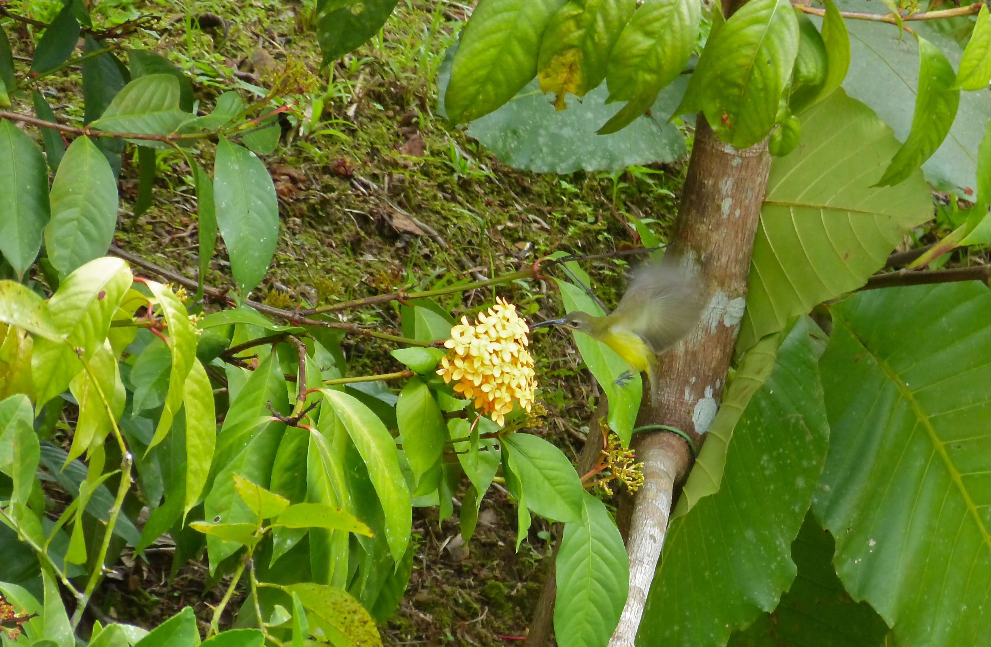 Image of Thick-billed Spiderhunter