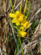 Image of Narcissus flavus Lag.