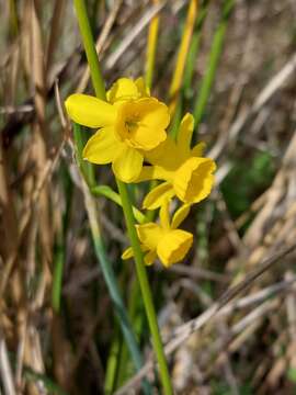 Image of Narcissus flavus Lag.