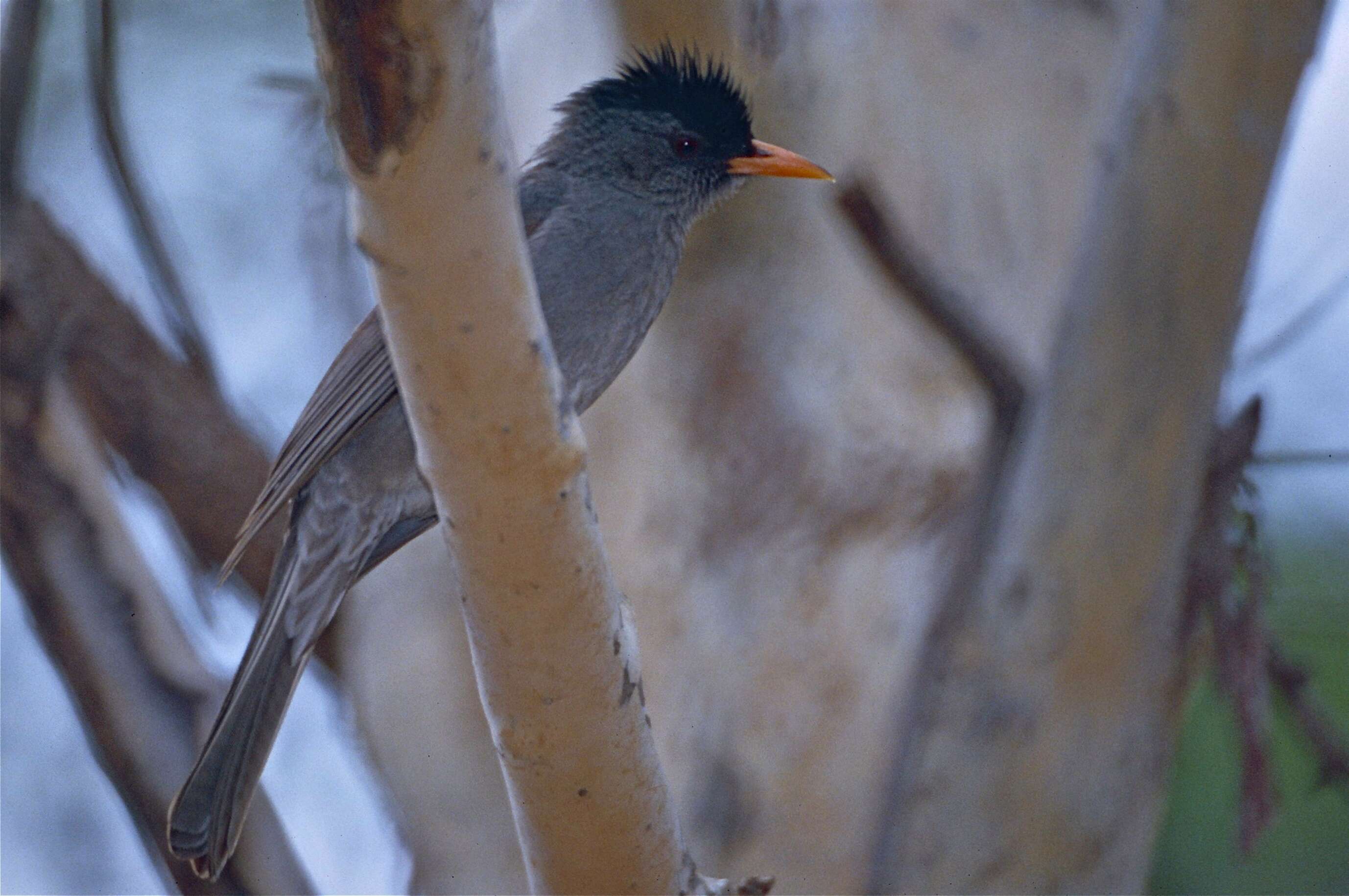 Image of Madagascar Black Bulbul