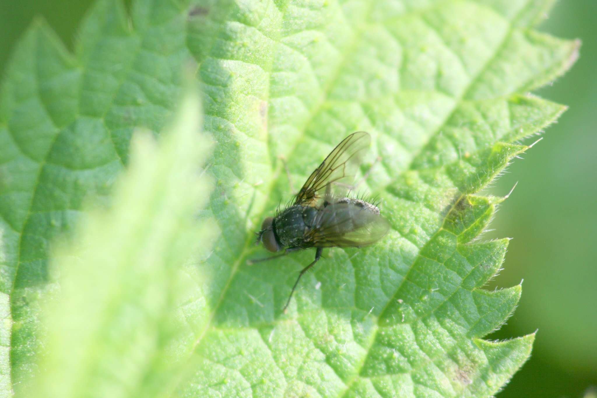 Image of Helina latitarsis Ringdahl 1924